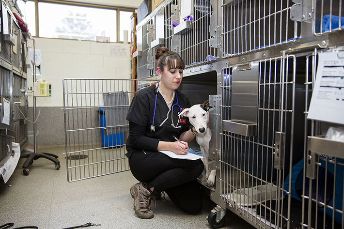 Veterinary student with dog and cages